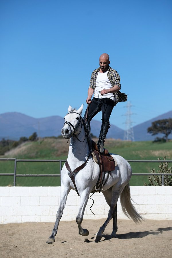 Dressage équitation : quelles sont les disciplines à maîtriser ?